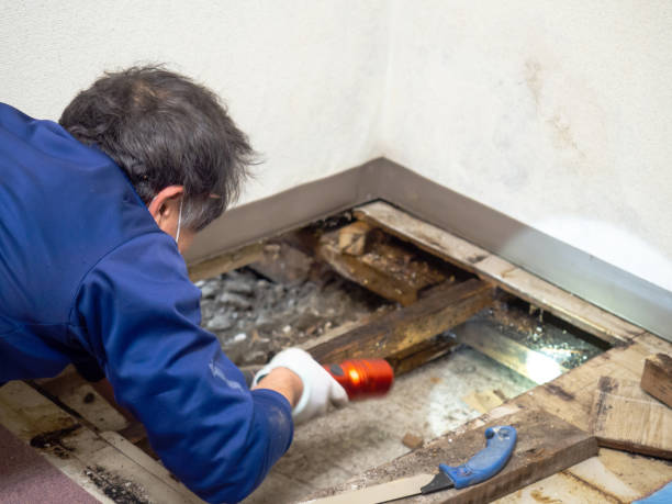 Best White Mold Remediation in Olney, TX