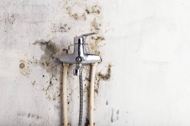 Best Health and Safety Mold Remediation in Olney, TX