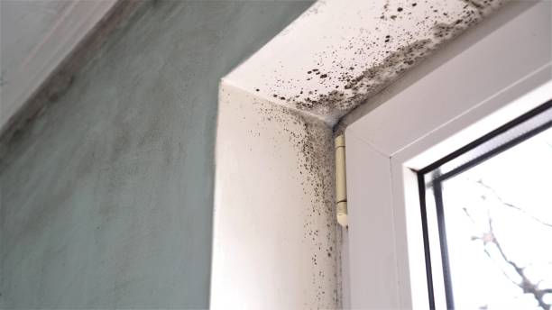 Best Residential Mold Remediation in Olney, TX