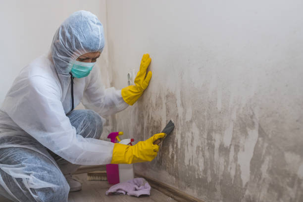 Best Attic Mold Remediation in Olney, TX