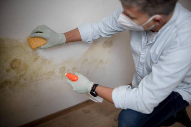 Best Mold Testing and Inspection Services in Olney, TX