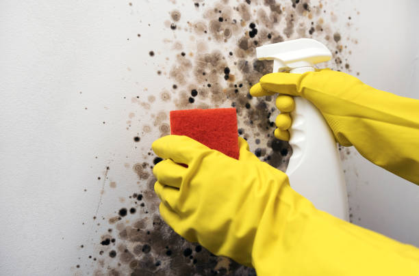 Best Commercial Mold Remediation in Olney, TX