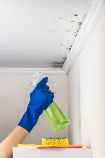 Best Industrial Mold Remediation in Olney, TX