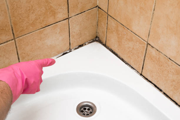 Best HVAC Mold Remediation in Olney, TX